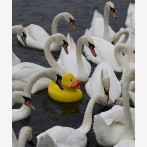 Plastic Duck Intru Swans